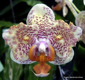 Phalaenopsis Center Stage