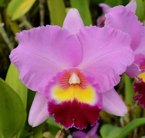 Rhyncholaeliocattleya Tokyo Bay