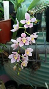 Sarcochilus Verolica