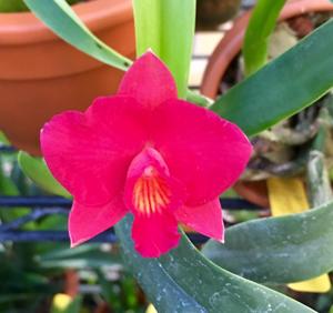 Cattleya Charming Jewel