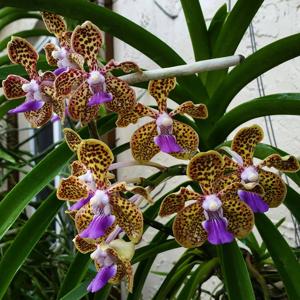 Papilionanda Cindy Banks