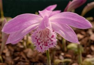 Pleione Piton