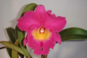 Rhyncholaeliocattleya Nan Chang Silk