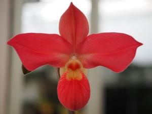 Phragmipedium Peruflora's Cirila Alca