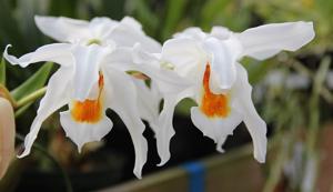 Coelogyne Linda Buckley