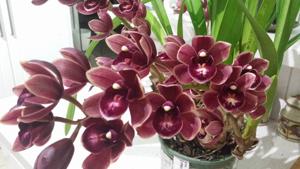 Cymbidium Chiisana