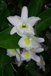 Dendrobium Angel Baby