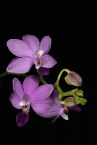 Phalaenopsis Purple Martin