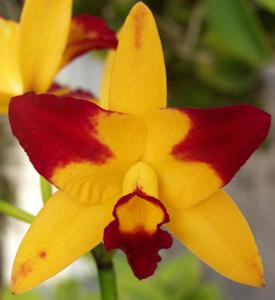 Cattlianthe Fame 'N Glory