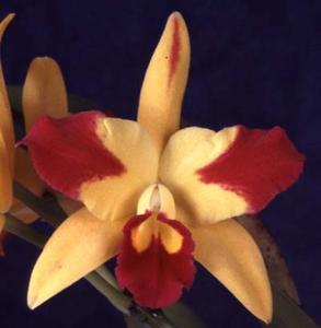 Cattlianthe Fame 'N Glory