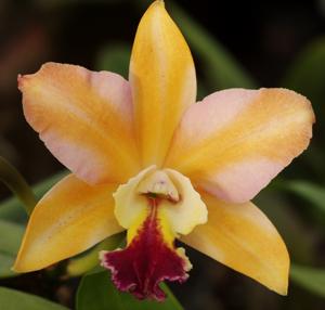 Cattlianthe Straight Answer