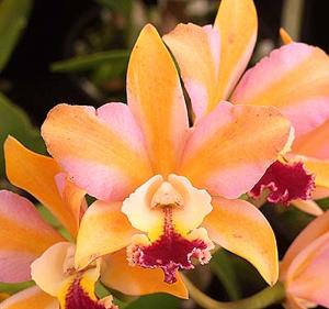 Cattlianthe Straight Answer