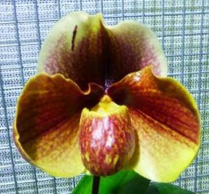 Paphiopedilum Lippewunder