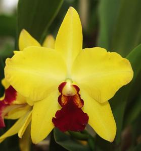 Cattleya Golden Acclaim