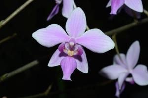 Phalaenopsis veitchiana