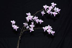 Phalaenopsis veitchiana