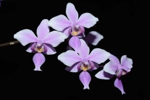 Phalaenopsis veitchiana