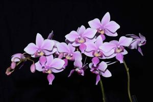 Phalaenopsis veitchiana