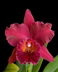 Rhyncholaeliocattleya Chia Lin