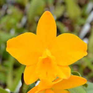 Cattleya Mango Spice