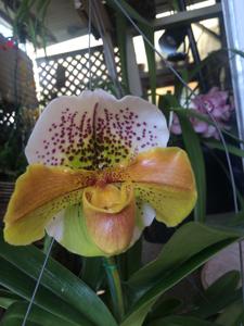 Paphiopedilum Magic Glen