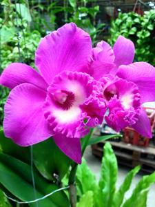 Rhyncholaeliocattleya Sweet Anniversary