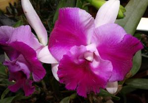 Cattleya Orglade's Cherry Tart