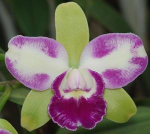 Rhyncholaeliocattleya Penny Helen