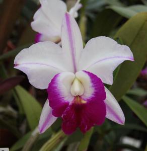 Cattleya Memoria Robert Strait