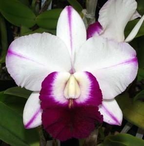 Cattleya Memoria Robert Strait