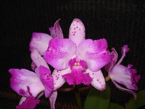 <i>Cattleya</i> Simply Radical