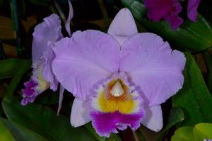 Rhyncholaeliocattleya Dream Trader