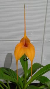 Masdevallia Peach Fuzz