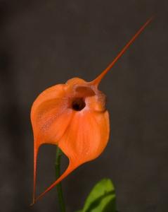 Masdevallia Peach Fuzz