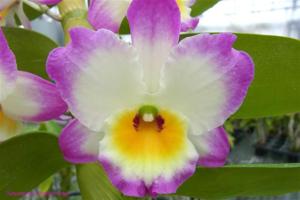 Dendrobium Eilen Beauty