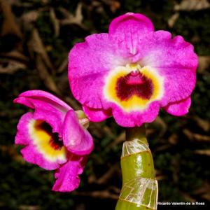 Dendrobium Red Emperor