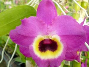 Dendrobium Red Emperor