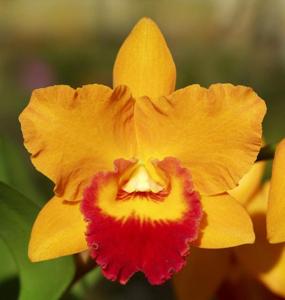 Rhyncholaeliocattleya Love Call