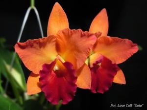 Rhyncholaeliocattleya Love Call