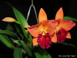 Rhyncholaeliocattleya Love Call