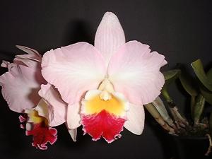 Cattleya Mini Collins