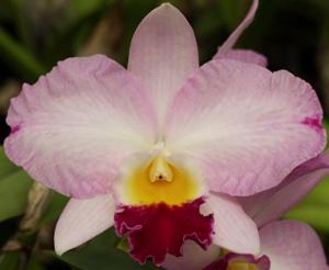 Cattleya Mini Collins