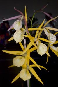 Brassocattleya Yellow Bird