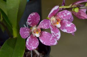 Sarcochilus Sun Spot