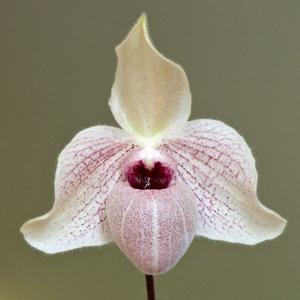 Paphiopedilum Lynleigh Koopowitz