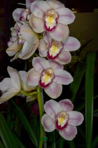 Cymbidium Valley Splash