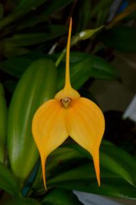 Masdevallia Mary Staal