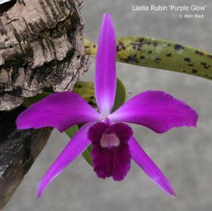 Cattleya Rubin