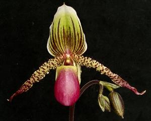 Paphiopedilum Transdoll