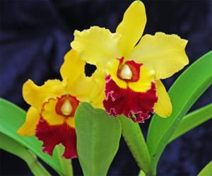 Rhyncholaeliocattleya Chunyeah